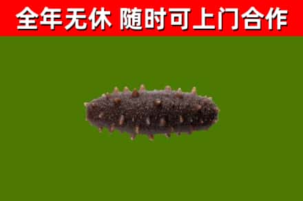 榆中县烟酒回收干海参.jpg
